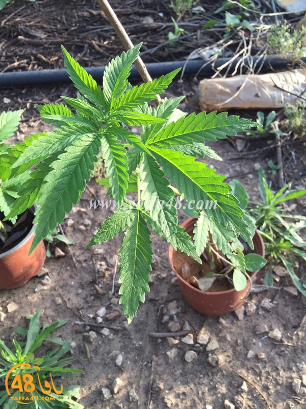 marikhwana taso yaffa (2).JPG